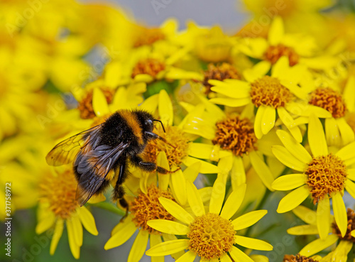 Bumble bee feeding on yellow ragwort