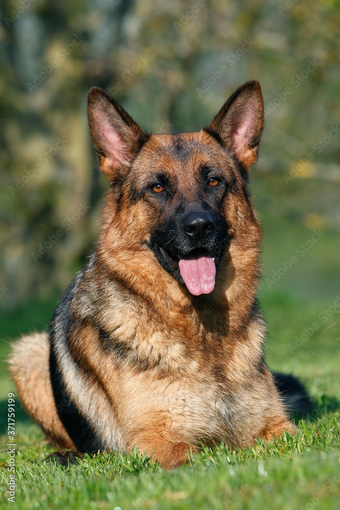 German Shepherd Dog, Adult laying on Grass with Tongue out