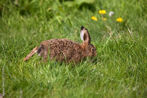 European Brown Hare, lepus europaeus, Leveret standing on Grass, Normandy © slowmotiongli