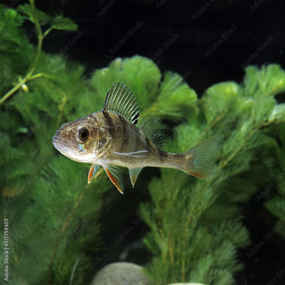 Fototapeta premium European Perch, perca fluviatilis