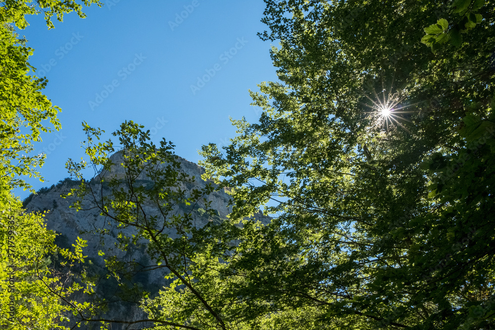 Obraz premium beech forest of Cañón de Añisclo, Huesca Pyrenees. National Park of Ordesa - Monte Perdido