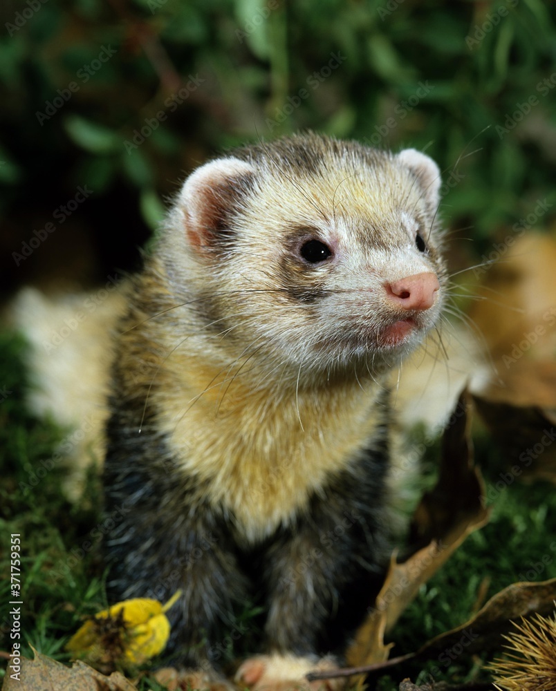 European Polecat, mustela putorius European Polecat, mustela putorius
