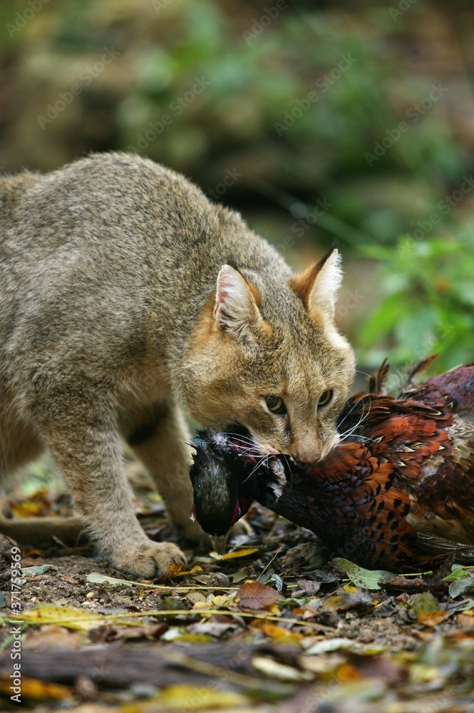 Obraz premium Jungle Cat, felis chaus with a Kill, a Pheasant
