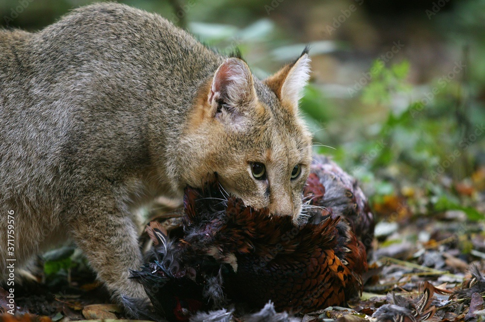 Jungle Cat, felis chaus with a Kill, a Pheasant Jungle Cat, felis chaus with a Kill, a Pheasant