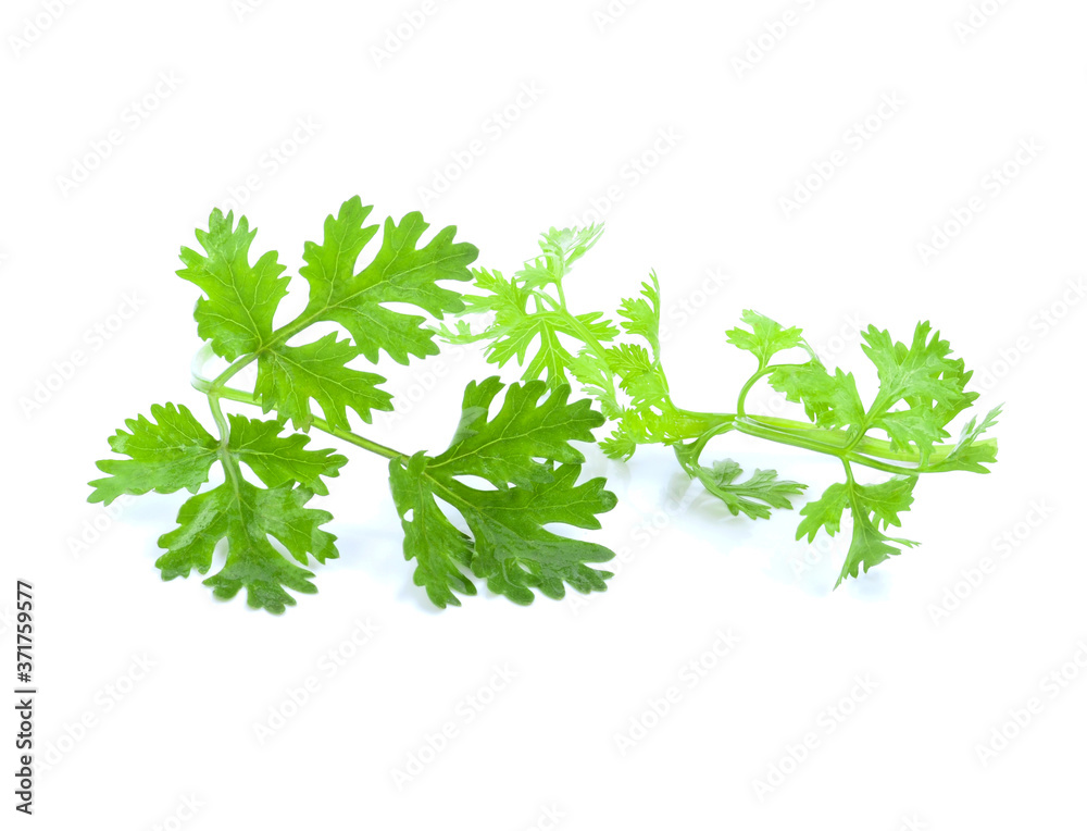 Obraz premium fresh green leaf coriander isolate on white background