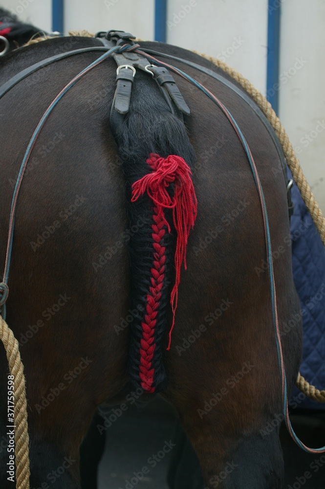 Draft Horse with decorated Tail