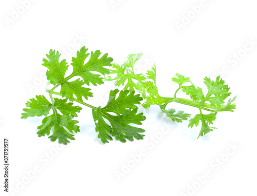 fresh green leaf coriander isolate on white background