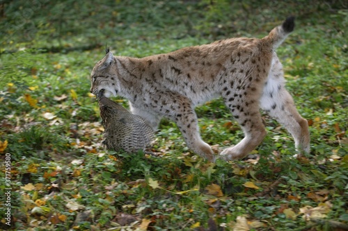 European Lynx, felis lynx with a Kill, a Pheasant © slowmotiongli