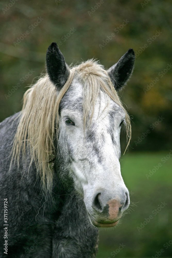 Obraz premium Percheron Draft Horse