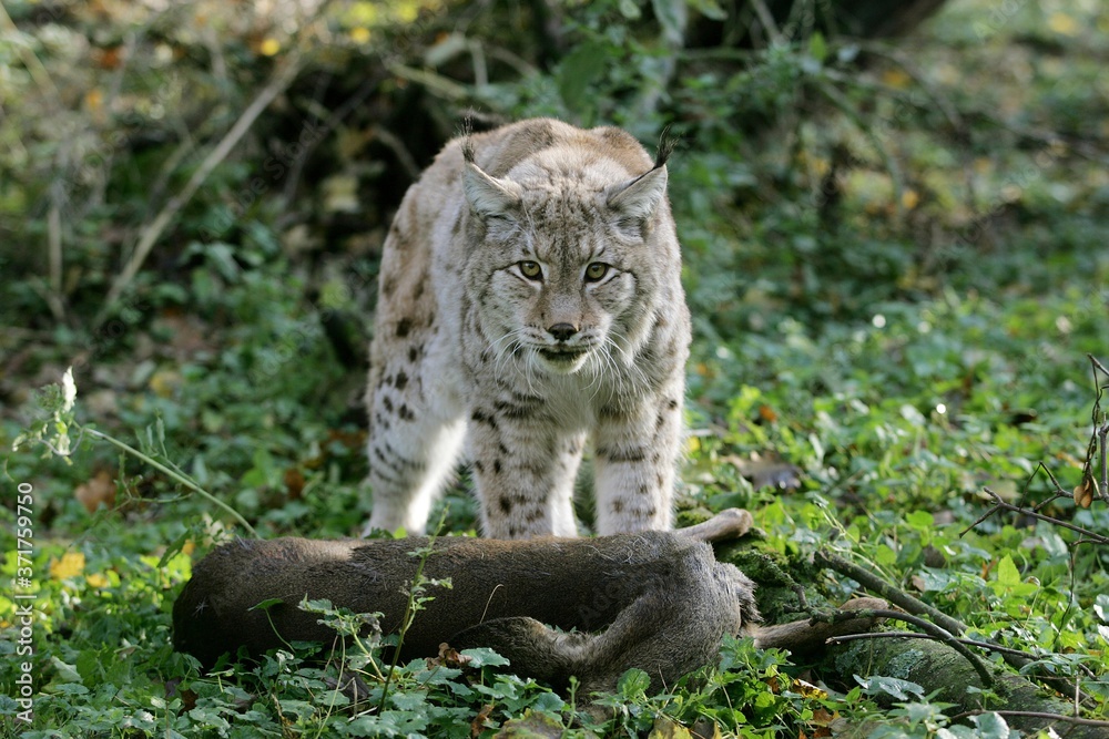 Obraz premium European Lynx, felis lynx with a Kill, a Roe Deer