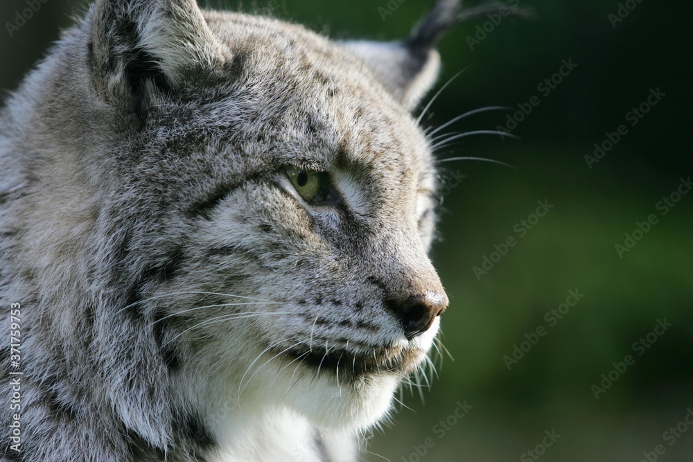 European Lynx, felis lynx, Portrait of Adult European Lynx, felis lynx, Portrait of Adult