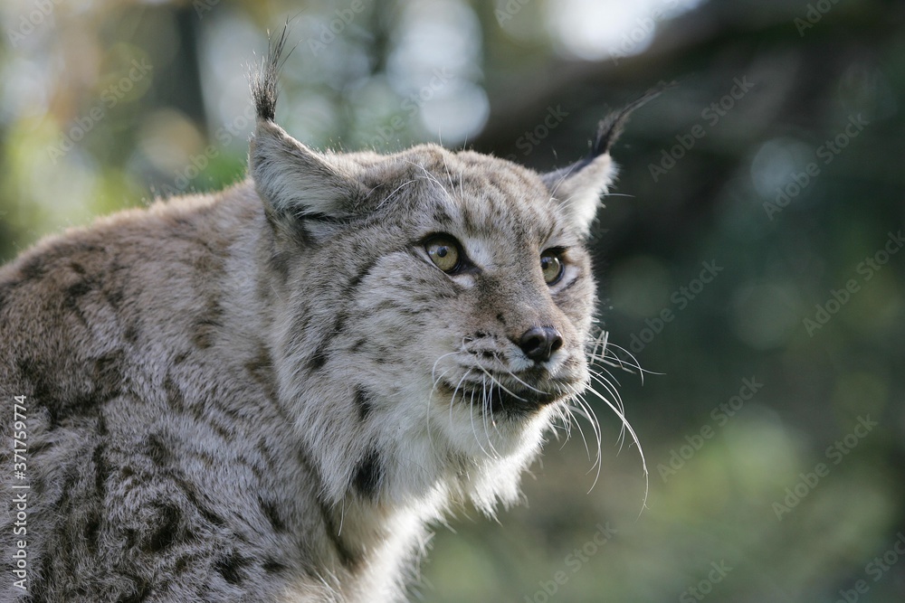 Obraz premium European Lynx, felis lynx, Portrait of Adult