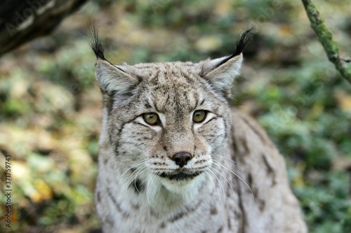 European Lynx, felis lynx, Portrait of Adult © slowmotiongli