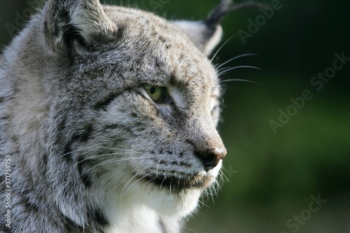 European Lynx, felis lynx, Portrait of Adult © slowmotiongli