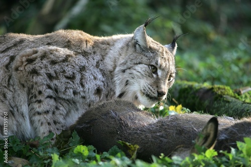 European Lynx  felis lynx with a Kill  a Roe Deer
