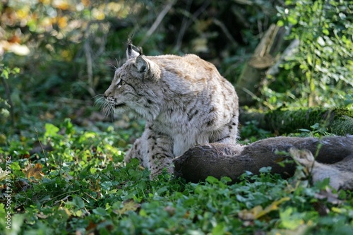 European Lynx, felis lynx with a Kill, a Roe Deer © slowmotiongli
