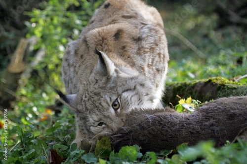 European Lynx, felis lynx with a Kill, a Roe Deer