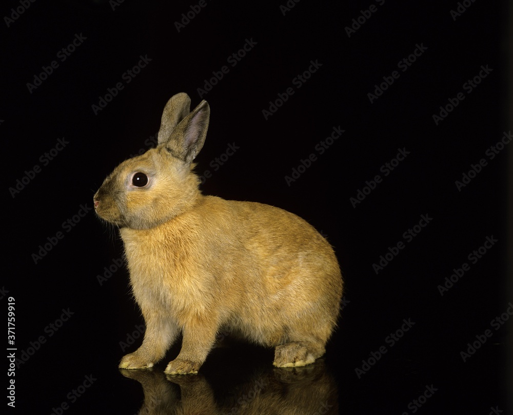 Dwarf Rabbit against Black Background