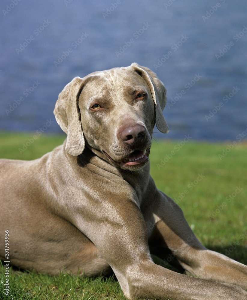 Weimar Pointer Dog standing near Lake Weimar Pointer Dog standing near Lake