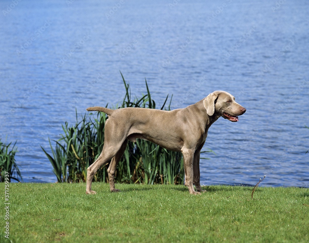 Weimar Pointer Dog, Male standing near Lake Weimar Pointer Dog, Male standing near Lake