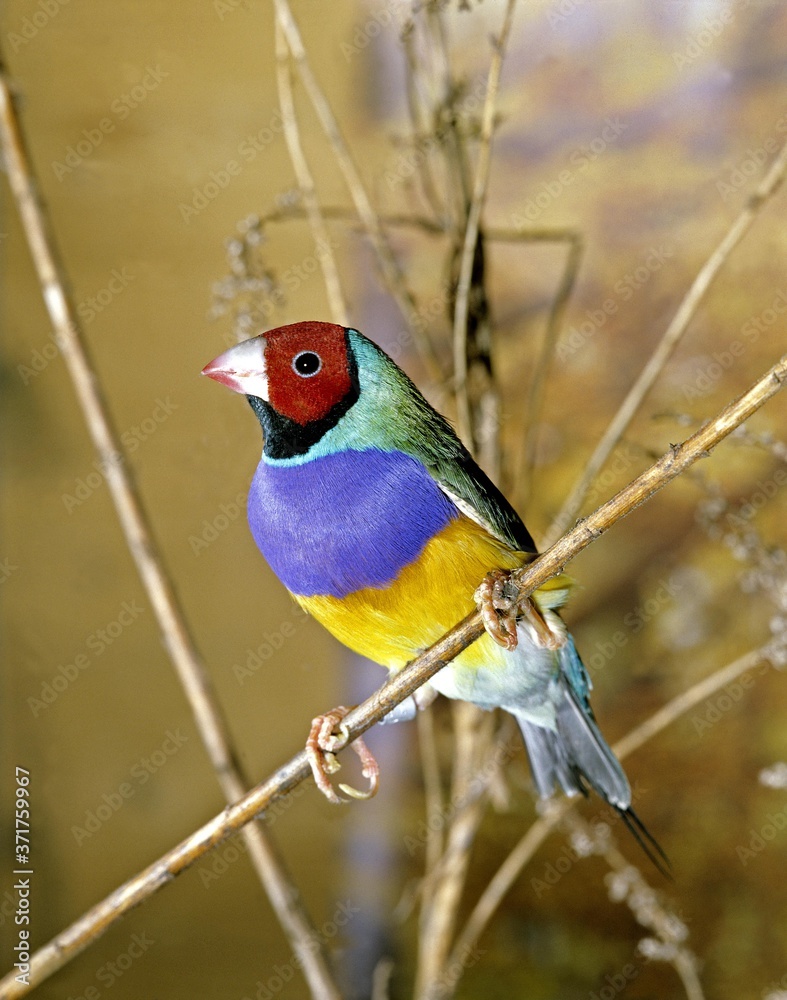 Fototapeta premium Gouldian Finch, chloebia gouldiae