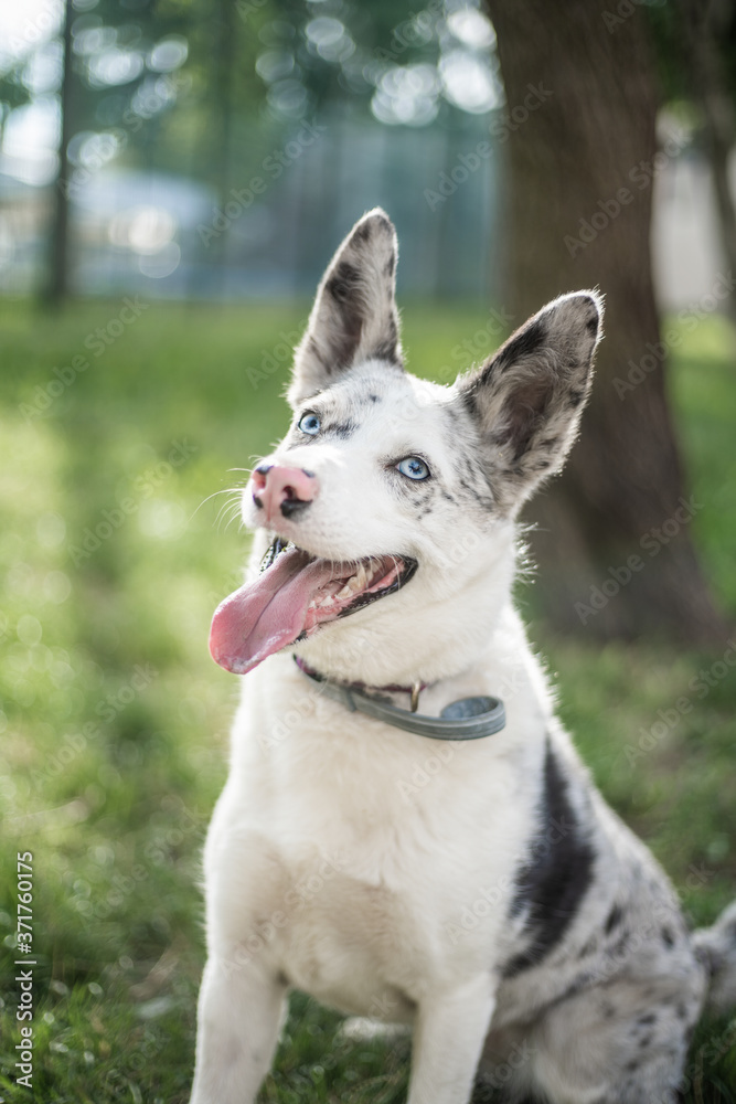 Husky Husky