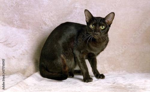 Photography Havana Brown Domestic Cat