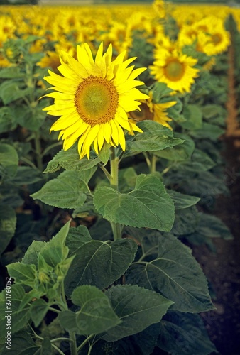 Sunflower  helianthus sp