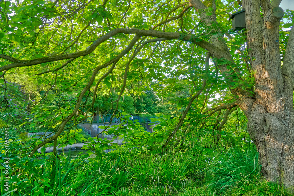 Fototapeta premium Baum und Vogelhaus am Wasser in einem Volksgarten in Düsseldorf