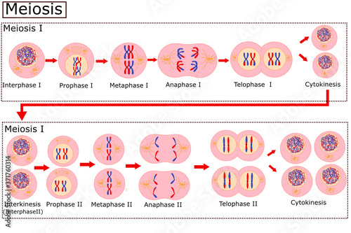 Diagram of Meiosis.Cell division is the process cells go through to divide. photo