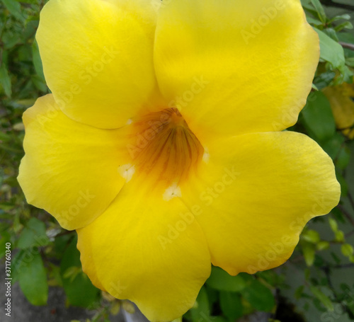 yellow flowers in the garden