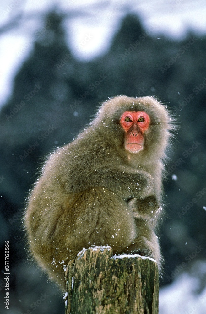 Naklejka premium Japanese Macaque, macaca fuscata, Hokkaido Island in Japan