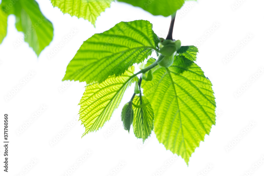 green leaves of walnuts isolated on white background green leaves of walnuts isolated on white background