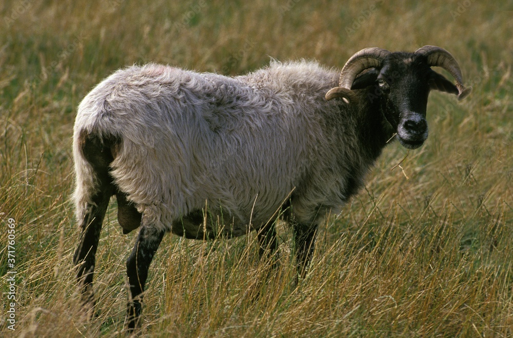 Manech a Tete Noire or Black Head Manech Sheep, a French Breed Manech a Tete Noire or Black Head Manech Sheep, a French Breed