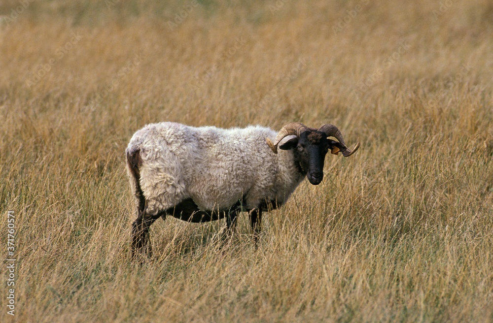Obraz premium Manech a Tete Noire or Black Head Manech Sheep, a French Breed