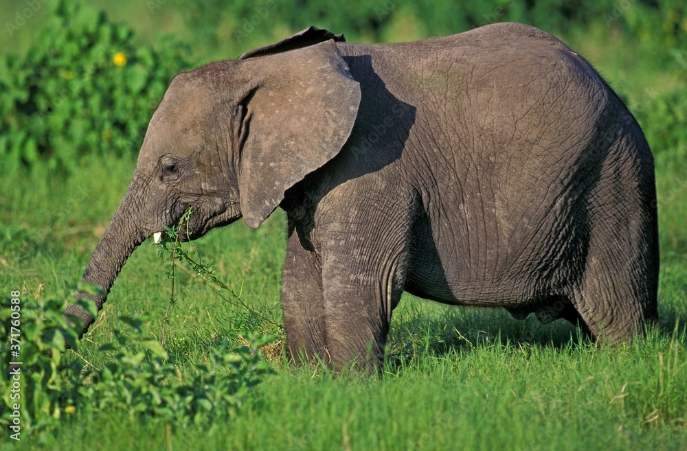 African Elephant, loxodonta africana, Calf, Masai Mara Park in Kenya