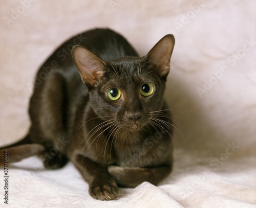 Canvas Print Havana Brown Domestic Cat