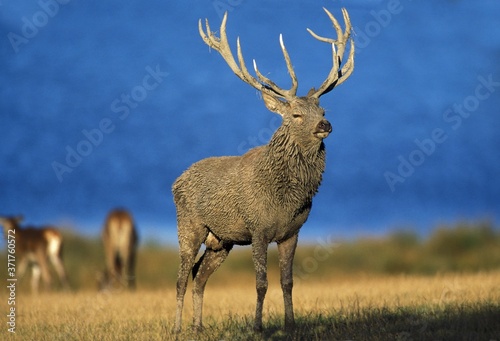Red Deer, cervus elaphus, Stag