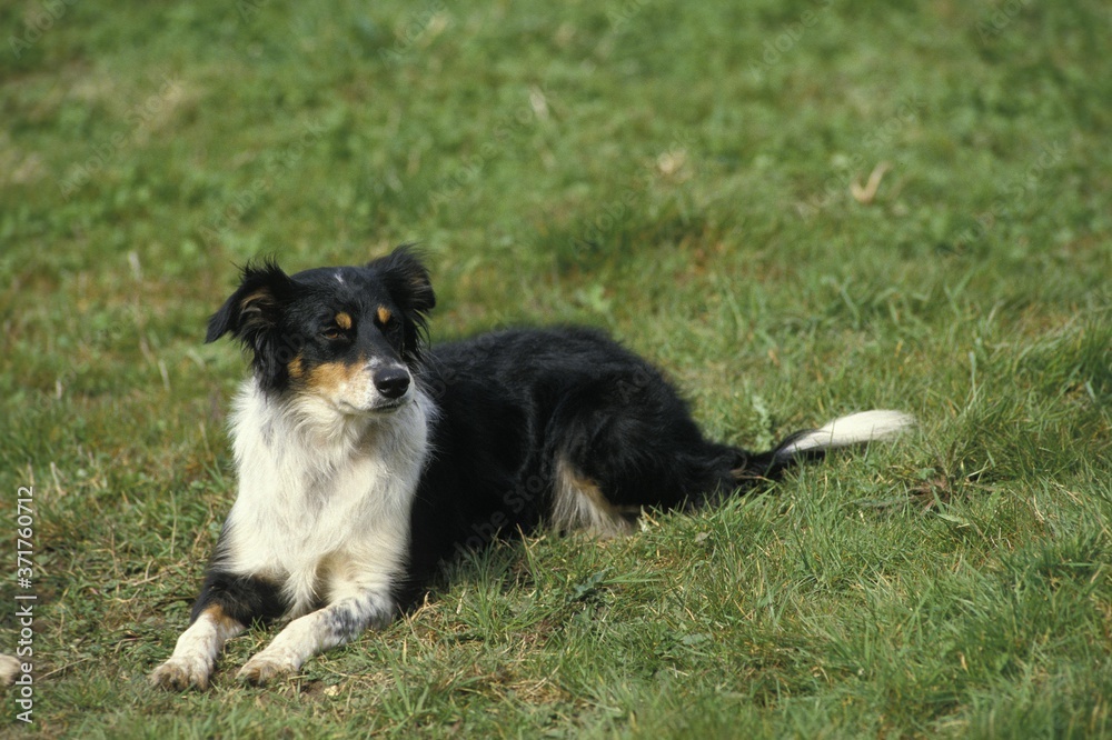 Border Collie Dog laying on Grass