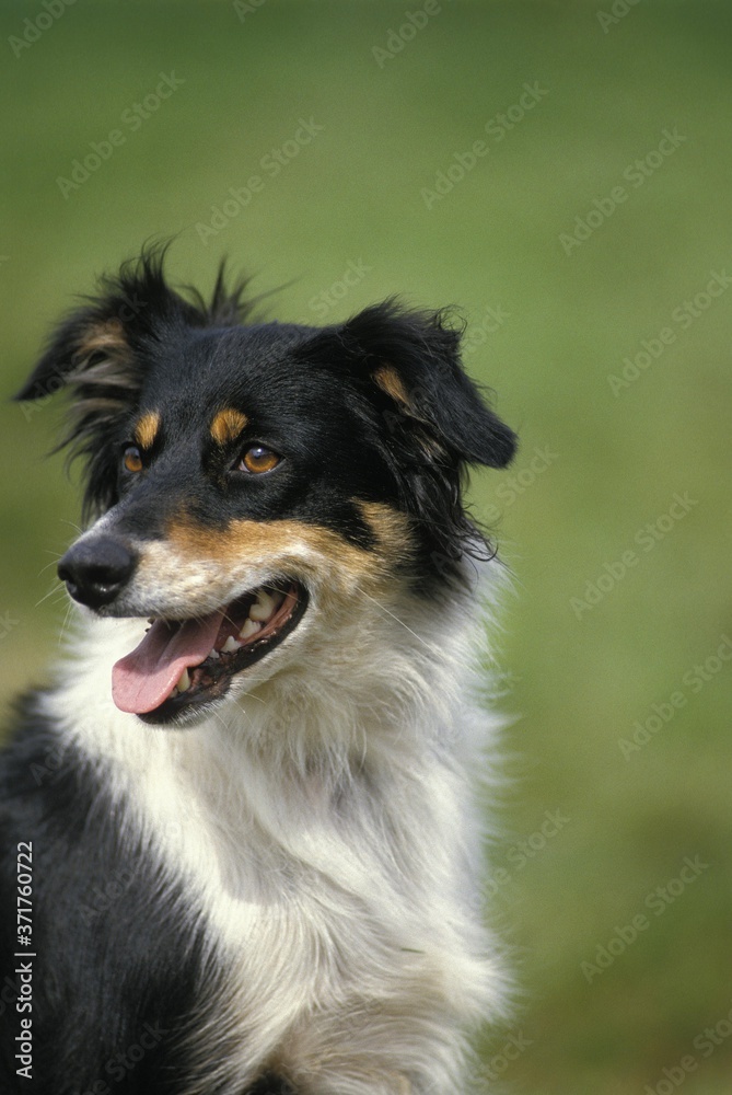 Portrait of Border Collie Dog