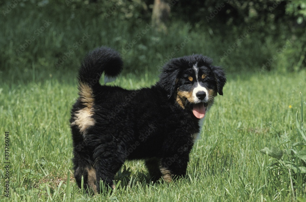 Bernese Mountain Dog, Pup standing on Lawn Bernese Mountain Dog, Pup standing on Lawn