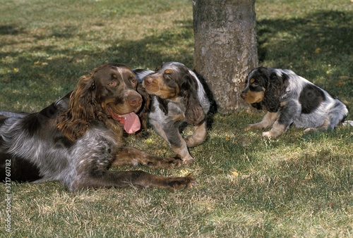 Picardy Spaniel Dog, Mother with Puppies