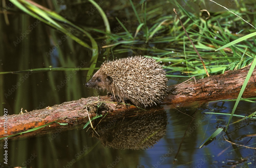 Obraz premium European Hedgehog, erinaceus europaeus, Normandy