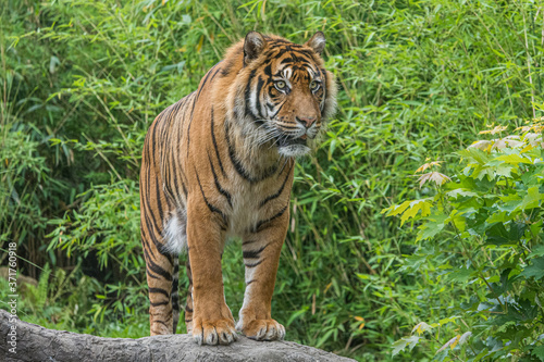 Majestic tiger living in captivity. Part of a European conservation program