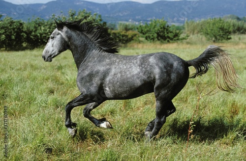 Fényképezés Lipizzan Horse Galloping