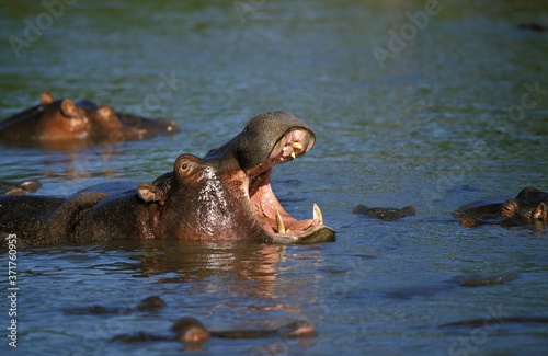 Hippopotamus, hippopotamus amphibius standing in Mara River, Yawning, Masai Mara Park in Kenya