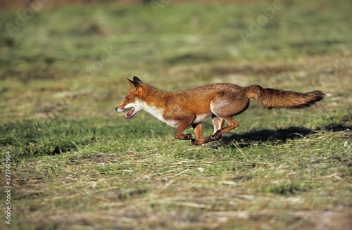 Fototapeta Naklejka Na Ścianę i Meble -  Red Fox, vulpes vulpes, Adult running