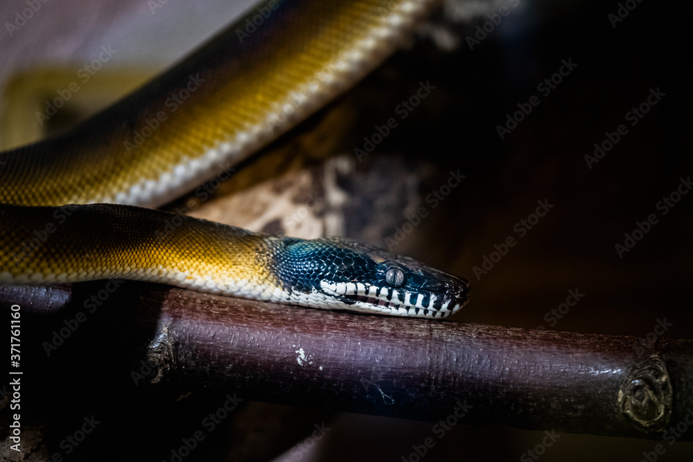 Serpent python à lèvres blanches dans un vivarium Stock Photo | Adobe Stock