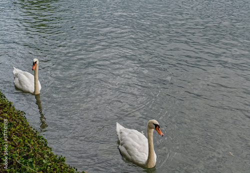 Two white swans are swimming on the lake in the late sunny afternoon. 

