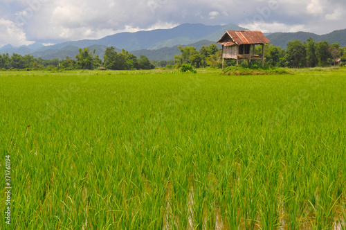 Bright green rice paddies in rural Laos